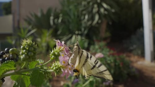 Swallowtail Butterfly On Blooming Garden Flowers. Selective Focus Shot