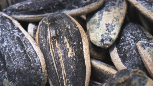 Close-Up of Raw Sunflower Seeds