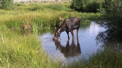 Moose in the lake