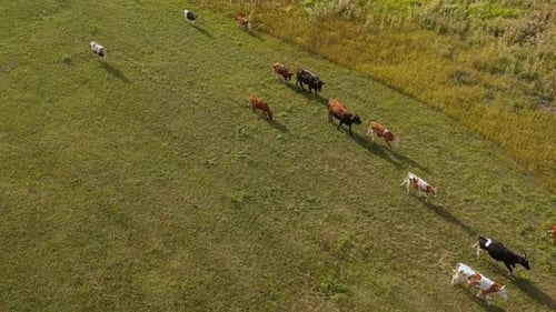 Aerial View of a Small Herd of Cows Including Brown White and Black Ones Moving Across a Green