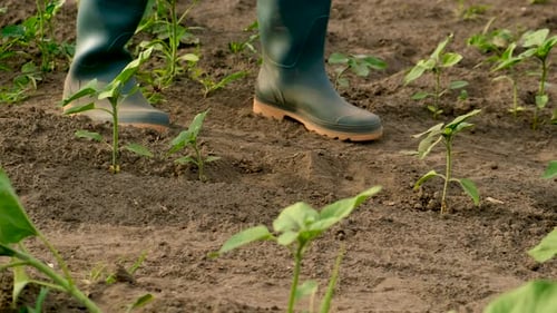 A Male Farmer is Planting a Sunflower in the Field Selective Focus