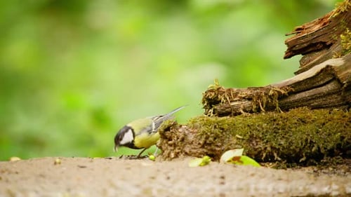 Great Tit in Friesland Netherlands sideview of bird eating and pecking on grub beetles in decomposin