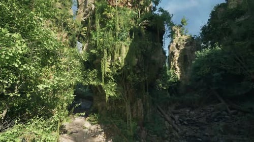 A Scenic Dirt Road Lined with Lush Green Trees in New Zealand Mountain Path