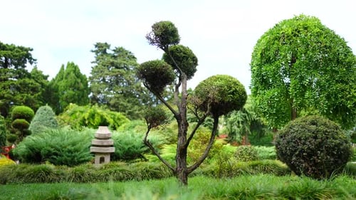 Beautiful Japanesestyle Garden Japanese Stone Lantern and Evergreen Trees