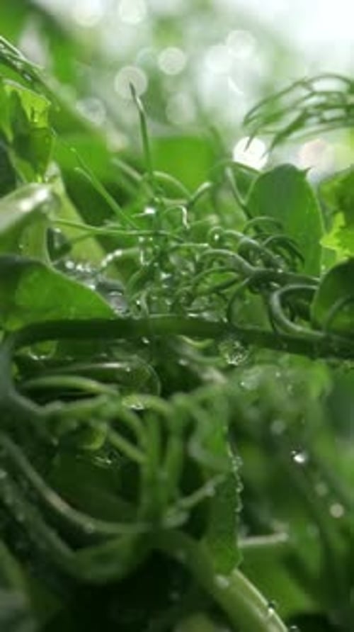 Green Plant Life with Water Droplets Close Up