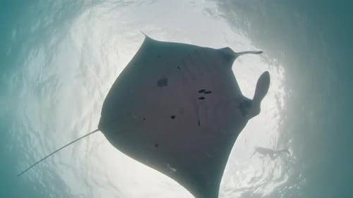 Giant Oceanic Manta Ray or Mobula Birostris Slowly Swims Underwater Near the Cleaning Station at