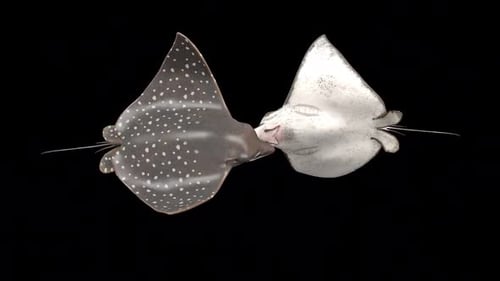 Zwei Bullnose Eagle Ray 2