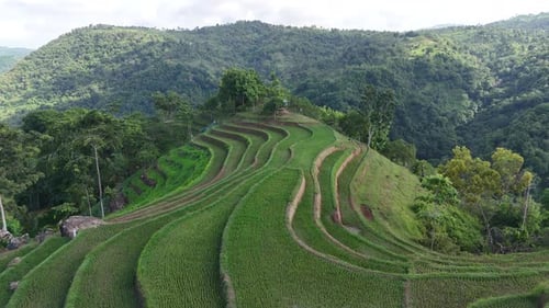 Terraced rice fields
