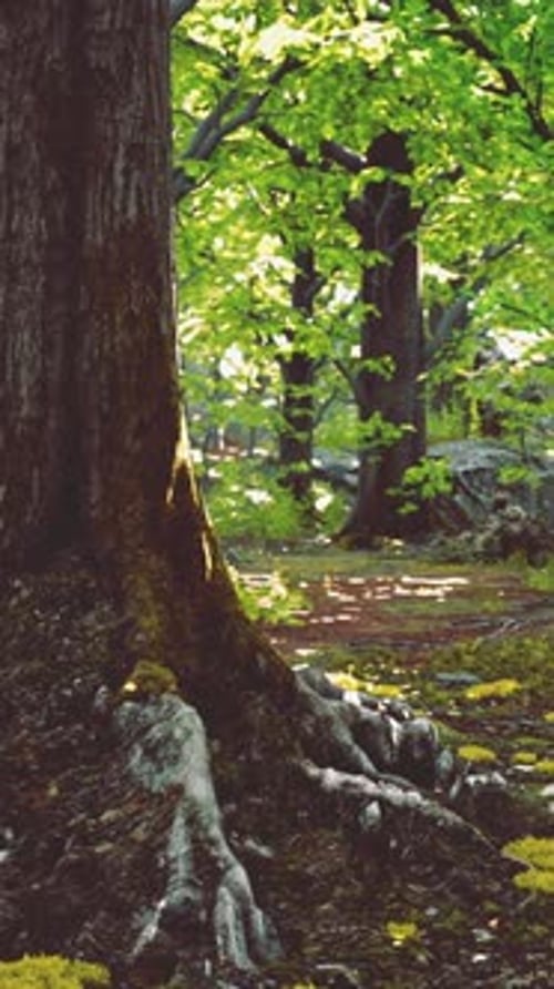 A Lush Green Forest with Dense Foliage and Mosscovered Ground
