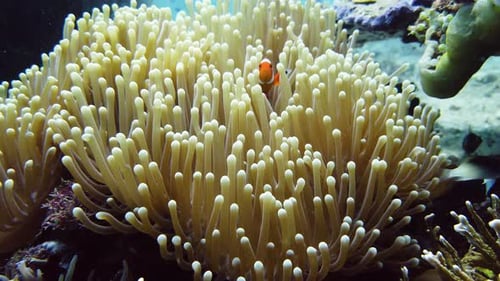 Sea Anemone and Clown Fish