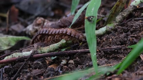 Moviéndose hacia la izquierda bajo briznas de hierba y materiales en descomposición, como se ve en el suelo del bosque, Millip