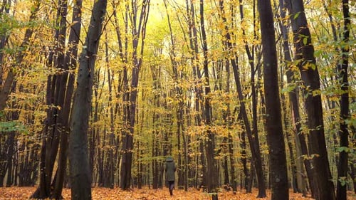 Autumn Forest Deciduous Trees in a Mixed Forest Hornbeam and Beech Yellow Leaf on a Tree A Woman