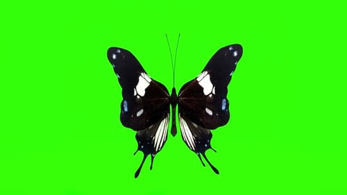 Exotic butterfly green screen 3d rendering animation