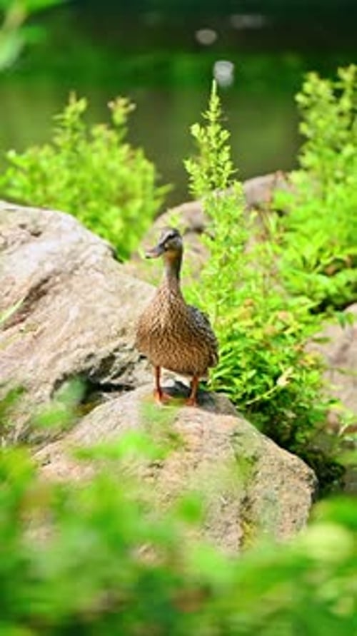 Canard debout sur un rocher à Central Park.