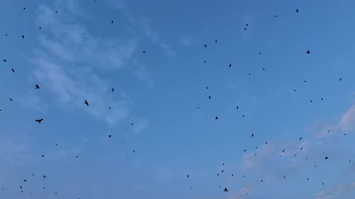 Flock of Birds Flying in a Blue Sky