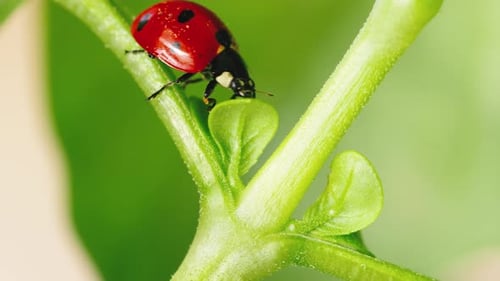 Ladybug on the Green Leaf in Sunny Day