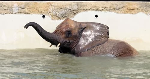 Young Elephant Swimming and Playing in Water