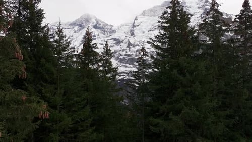 Snowy Switzerland mountain range reveal through conifer trees with cones