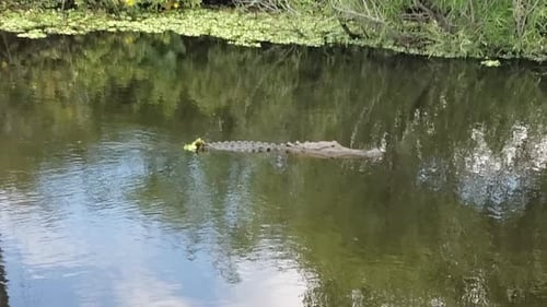 Alligator Swimming in a River on a Sunny Day