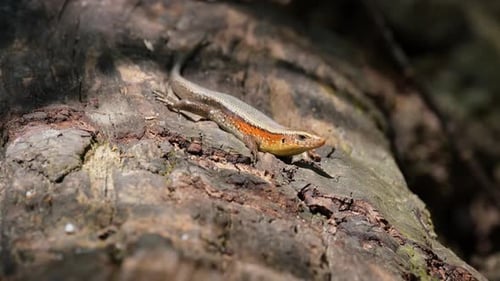 Tourné vers la droite tout en respirant, puis déplace son pied avant droit vers l'avant, Common Sun Skink Eu