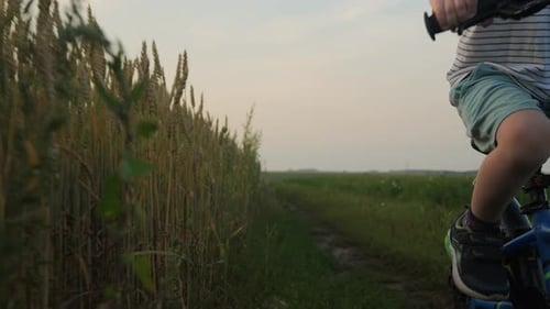 a Little Boy Riding a Bicycle on a Country Road Near a Wheat Field During Sunset