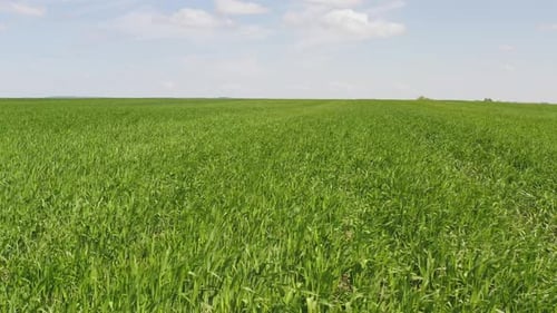 Aerial View of a Green Crop Field at a Very Low Altitude Towards the Horizon in Summer Time