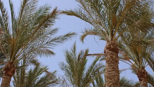 Green Palm Tree on Blue Sky Background Tropical Coconut Palm Leaf Trees at Sunlight Advertising
