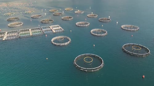 Fixed Aerial View of Fish Farming Business in Deep Blue Water