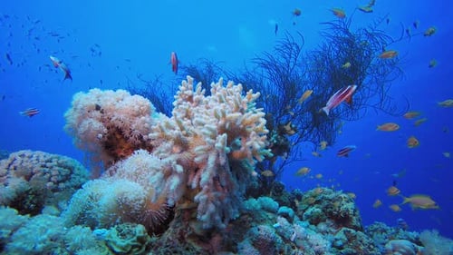 Underwater Colourful Tropical Reef Fish