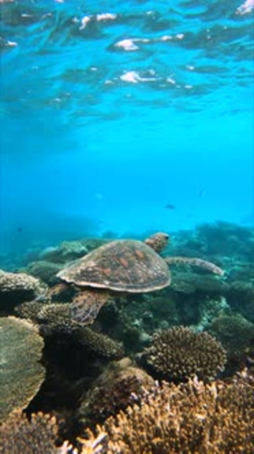 Vertical closeup view of a green sea turtle swimming under the ocean
