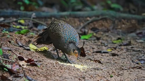 Gros plan d'un paon-faisan malais se nourrissant dans la forêt