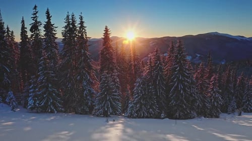 Sun Shining Through Snowy Pine Forest in Winter Mountains at Sunset