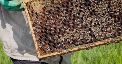 Beekeeper wearing a protective suit tending to beehives ensuring the well-being of the bees. Honey