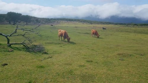 Cattle Animals Standing Farmland Meadow Under Cloudy Sky Brown Cows Grazing