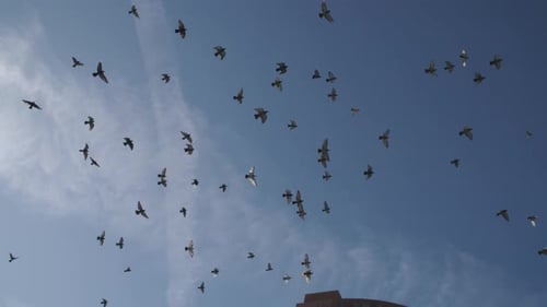 Flock of Birds Flying Over City Buildings