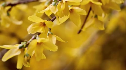 Gros plan des fleurs jaunes de Forsythia en fleurs au printemps