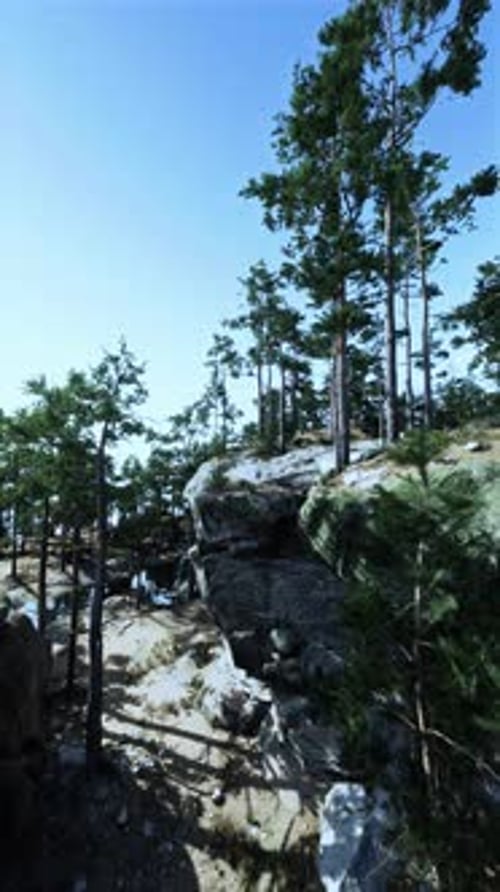 Group of Trees on Rocky Hillside
