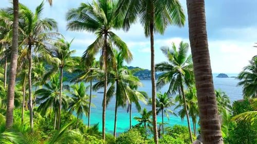 A many coconut trees and clear blue sea in tropical island. Thailand.