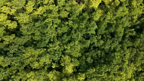 Drone Zoom Out Spins Above Colorful Texture in Nature