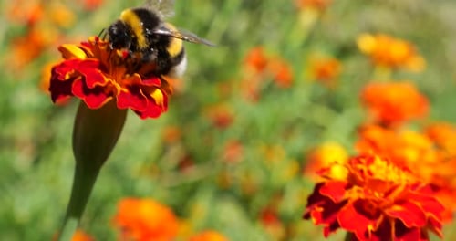 Fuzzy Bumblebee Pollinating Orange Flower Field