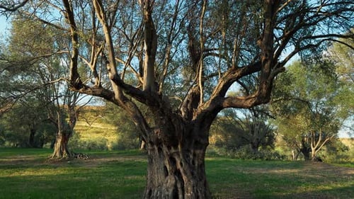 Another Two Hundred Year Old Olive Tree