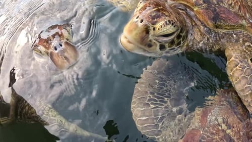 Close up of Sea Turtles floating at the water surface