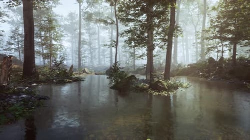 A Stream Running Through a Forest Filled with Trees