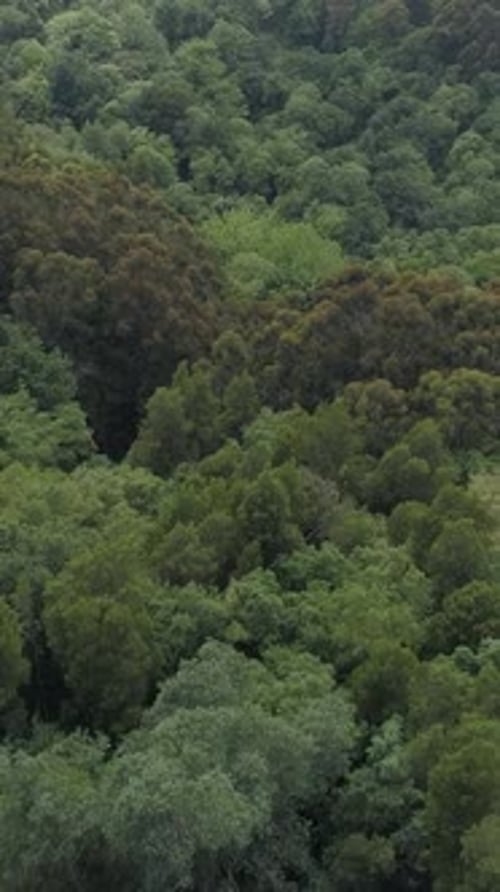 Vertical Video of Spring Forest Aerial View