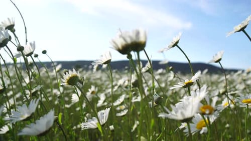 Chamomile White Daisy Flowers in a Field of Green Grass Sway in the Wind at Sunset Chamomile Flowers