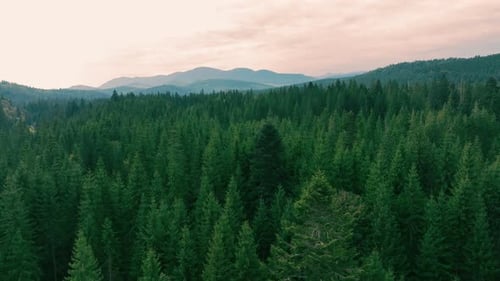 Aerial View of a Dense Pine Forest Stretches Into the Distance with Misty Mountain Peaks Visible