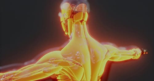 Glowing 3D Human Muscular System Anatomy Animation