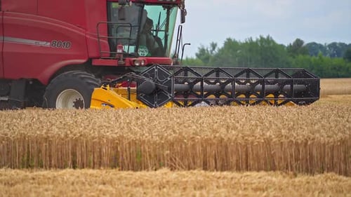 Harvester Combines Wheat in Golden Field