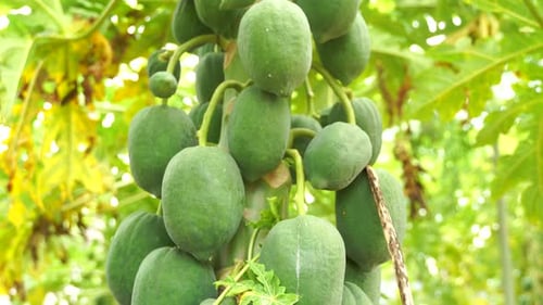 Grow or maintain our own organic garden with organic fruit plants, organic papayas in the tropics in