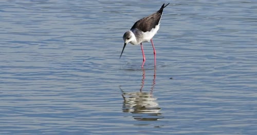 Schwarzflügelstelze (Himantopus himantopus), Camargue, Frankreich
